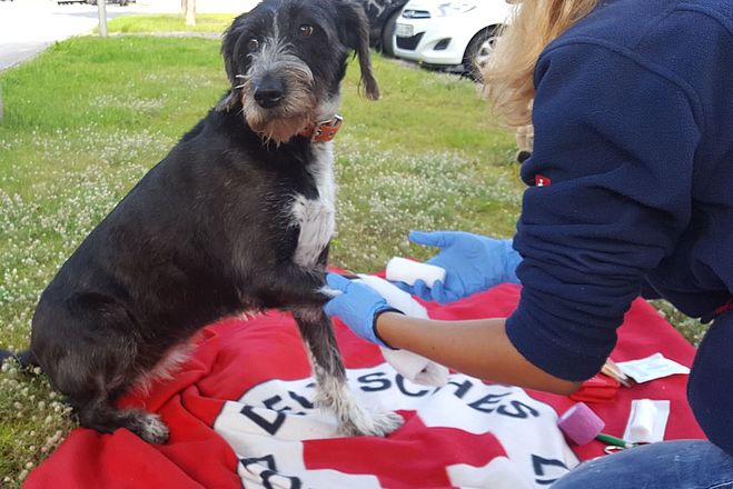 Erste Hilfe am Hund - Ausbildung