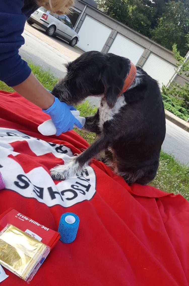 Erste Hilfe am Hund